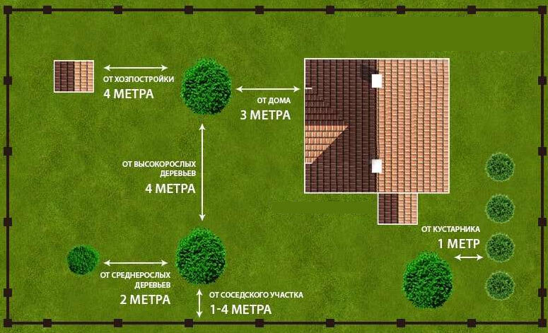 Схема посадки яблони на участке