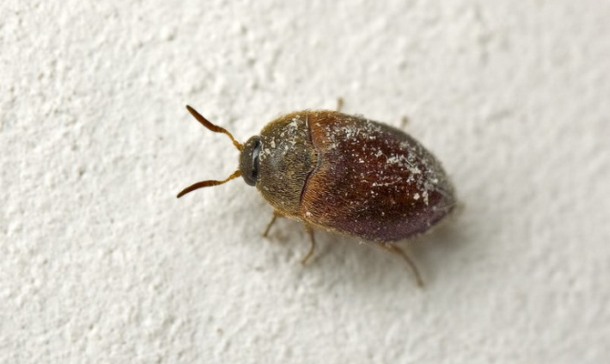 Кожеед в муке. Источник: vantazer.ru