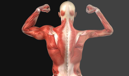 • Уменьшение мышечной массы;