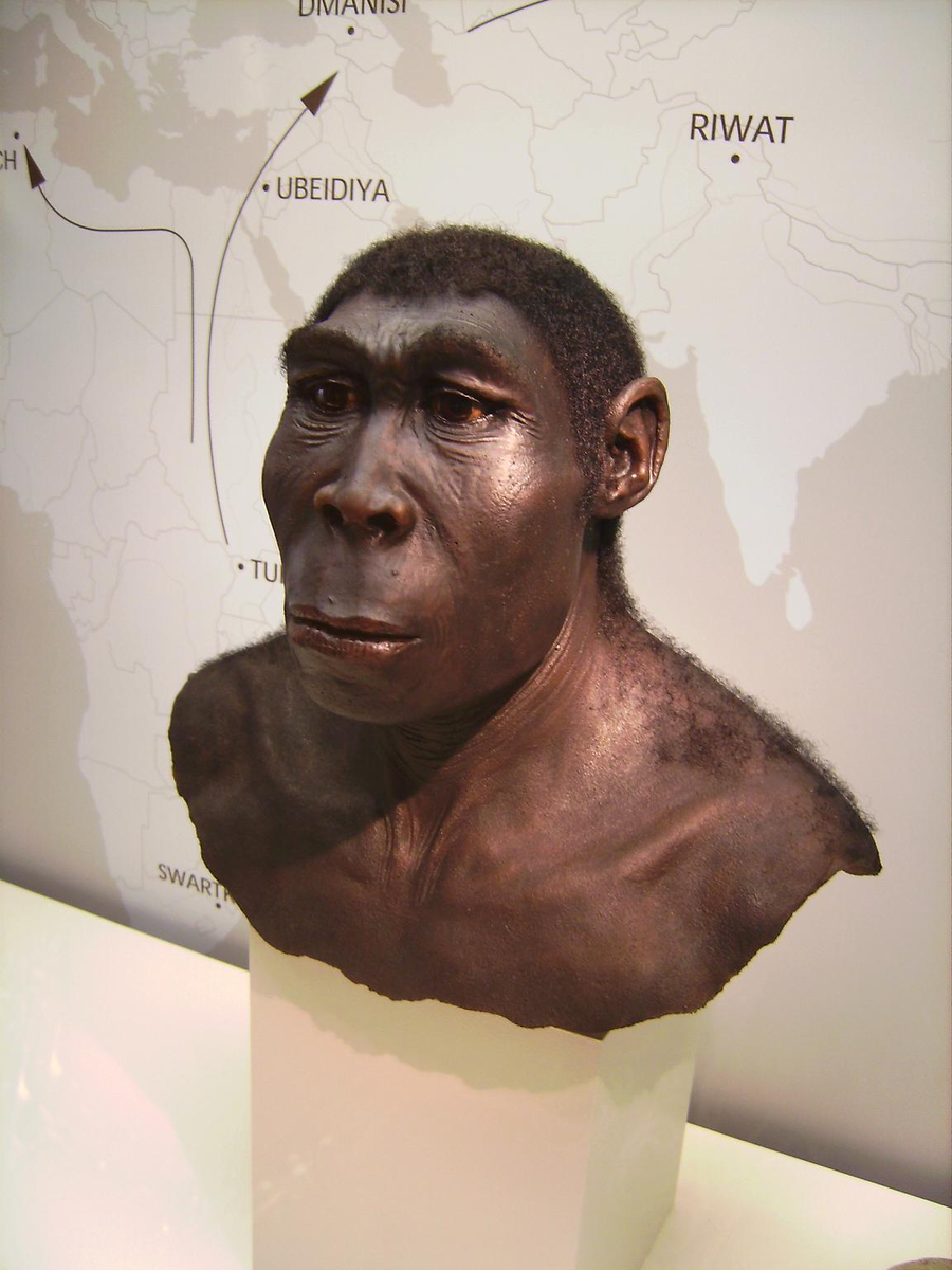 Реконструкция облика Homo erectus. Фото из открытого источника.