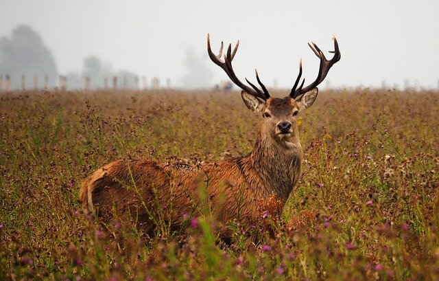 Image of Hans Bijstra from Pixabay