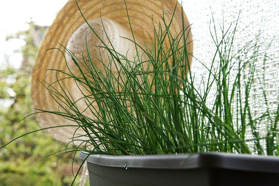 https://pixabay.com/photos/chives-herbs-leek-plant-spice-2255869/