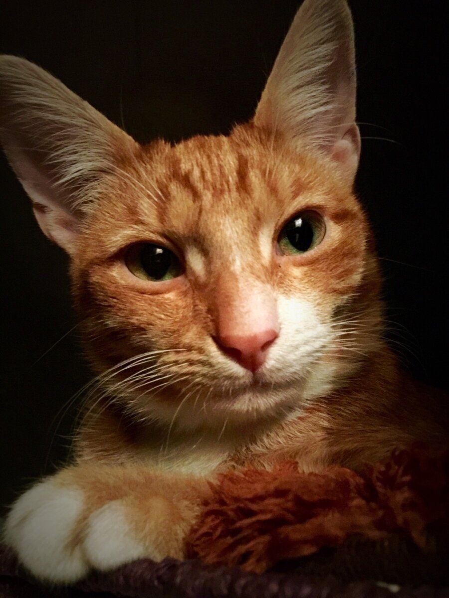 Прима нашего домашнего театра - Тимофей.