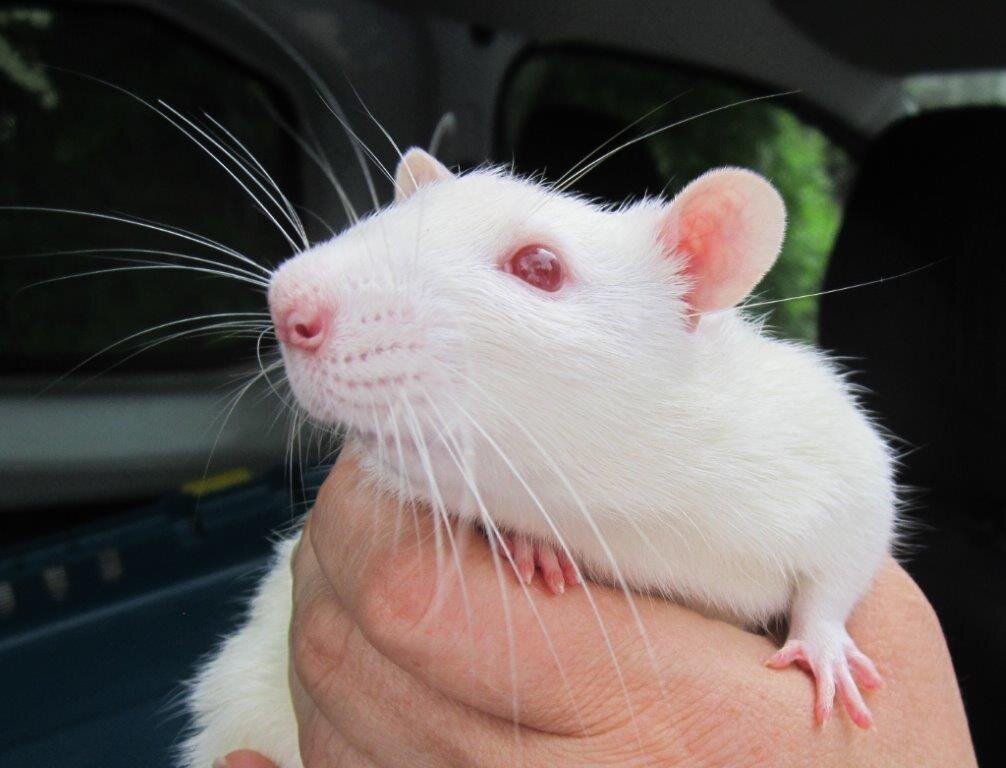 И не надо было меня совать кошке