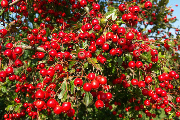 Боярышник кроваво-красный