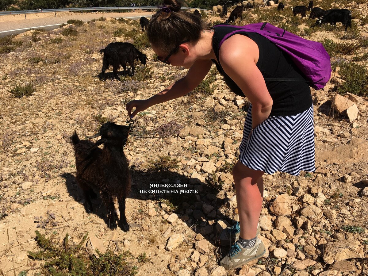 Кормлю коз арганом в Марокко. Очень интересное занятие. Посмотреть можно вдоль океанского побережья