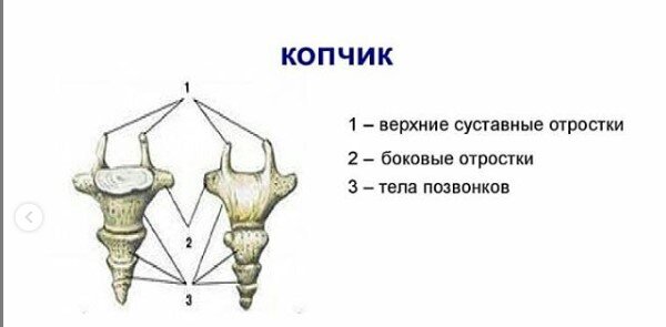 Строение копчика у женщин. Копчиковые позвонки рудимент. Подвывих позвонка копчика.