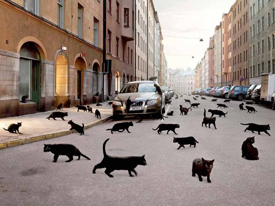 Если чёрный кот дорогу перейдёт.
