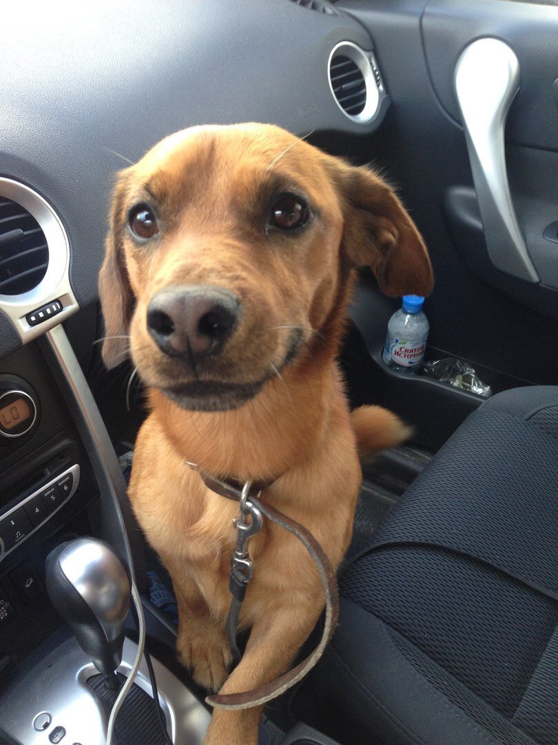 Каспер едет на передержку