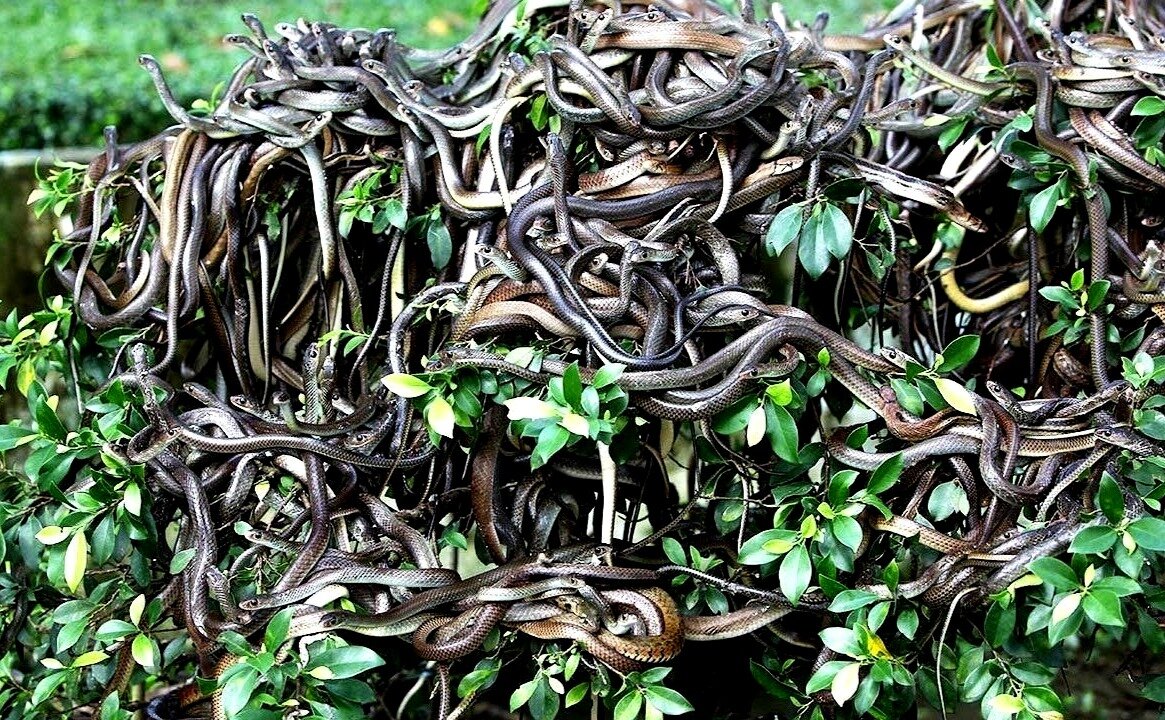 Остров Кеймада-Гранди