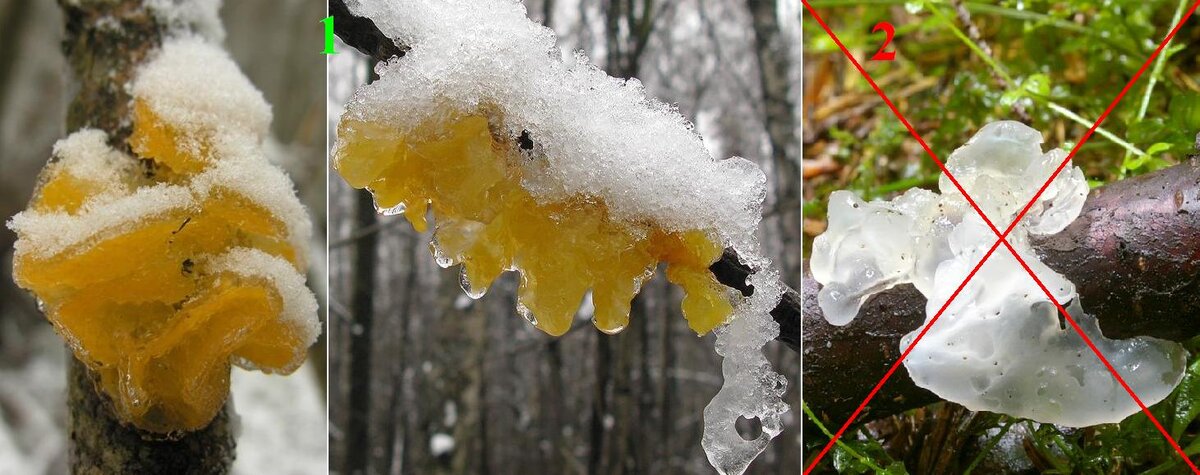 Дрожалка оранжевая (Tremella mesenterica): 1 – чаще желтого цвета (оранжевые мелкие, молодые грибы); 2 – белый, мертвый, разлагающийся гриб