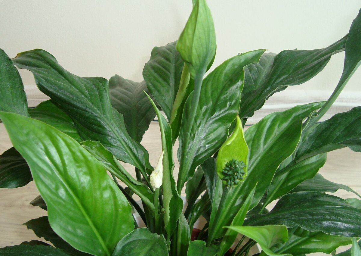 Фотография 2. Спатифиллум отцвел 