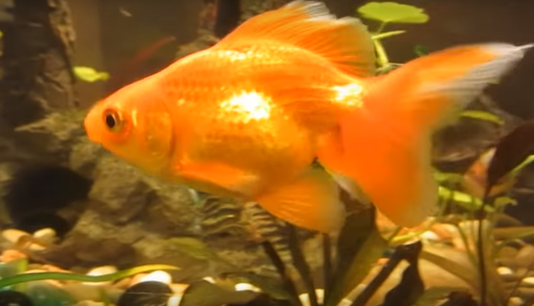 Золотая рыбка приносит удачу - кому и в каких случаях?