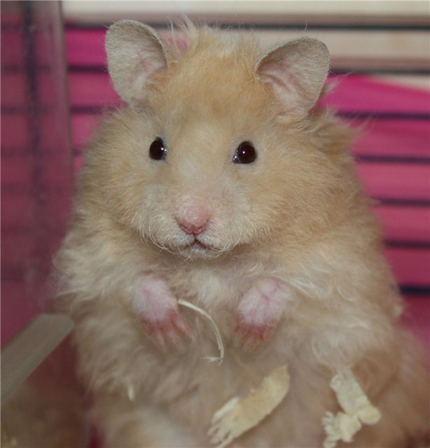 Сирийский хомяк. Фото взято с Яндекс.Картинки