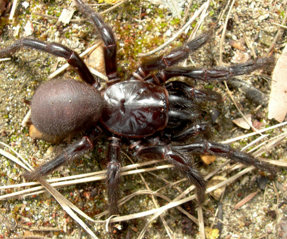 Воронковый паук фото. Сиднейский воронковый паук Австралия. Atrax robustus паук. Сиднейский лейкопаутинный паук. Северный древесный воронковый паук.