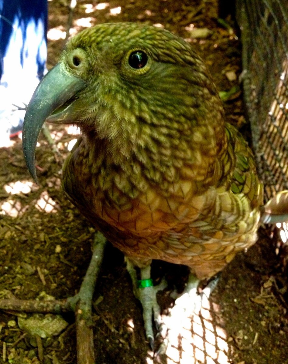 Попугай хищник. Хищный попугай Кеа. Новозеландский попугай Кеа. Попугай Киа. Горный попугай Кеа.