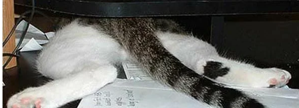 Тем, у кого дома кот, работа не страшна