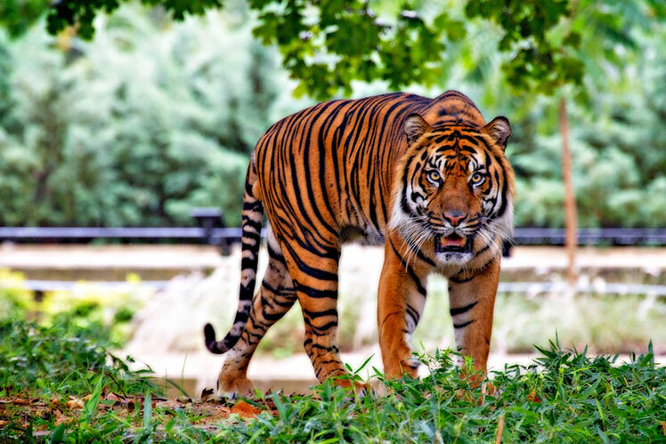 Всё о тиграх: интересные факты и заблуждения | FACTUM-INFO | Дзен