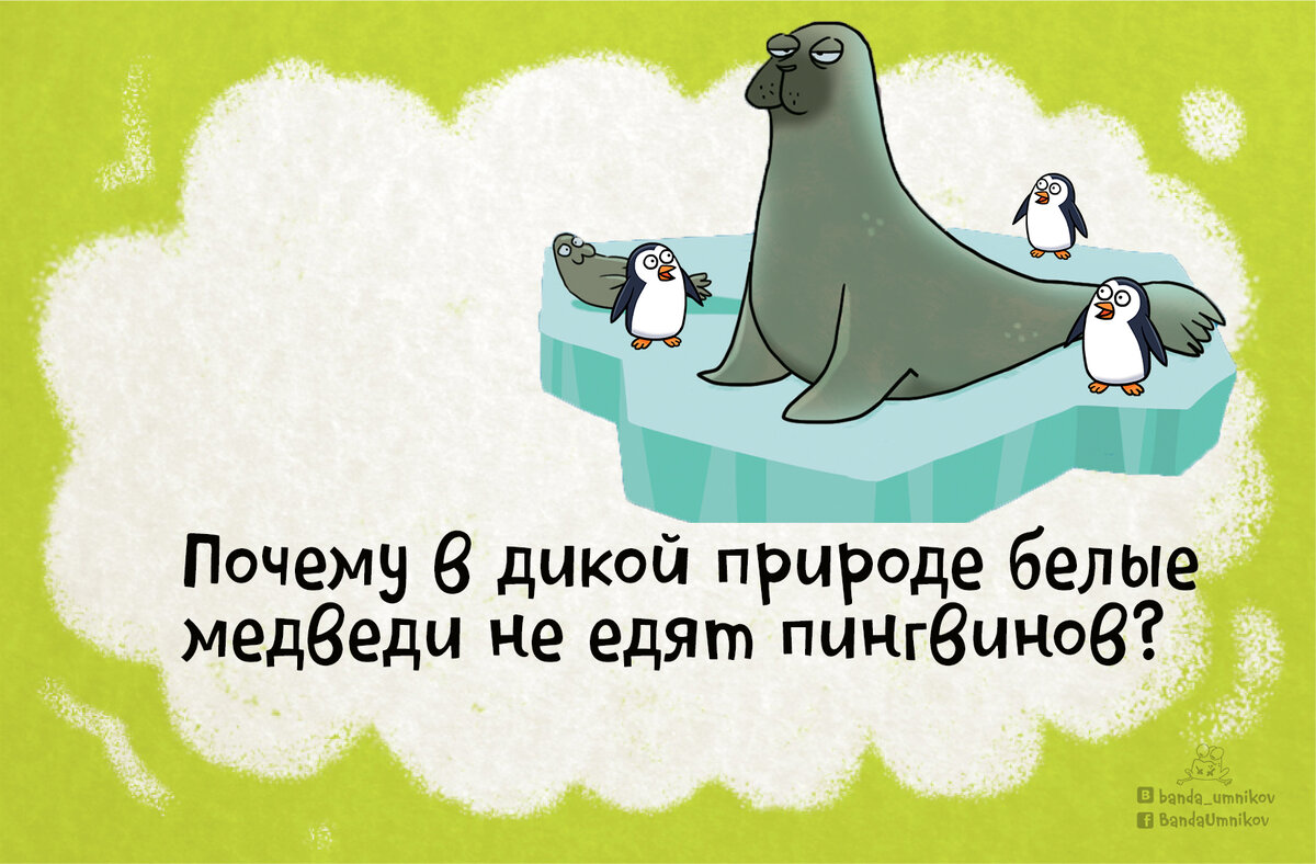 Почему белые медведи не едят пингвинов? 🐧 3 загадки с подвохом | Банда  умников | Дзен