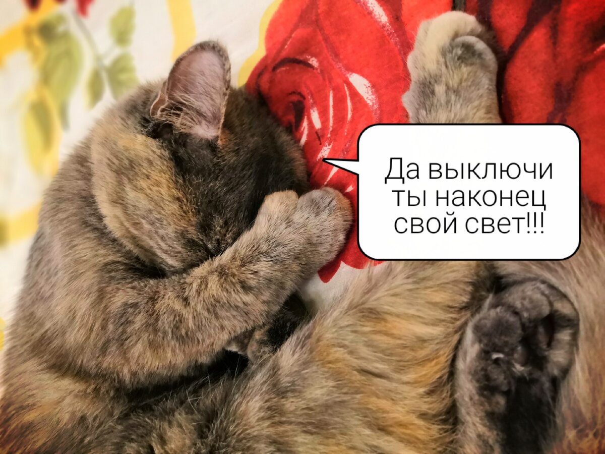 Нужно ли оставлять коту свет, когда на улице темно💡И могут ли пушистые  обойтись без солнца☀️ | Кошка в доме | Дзен