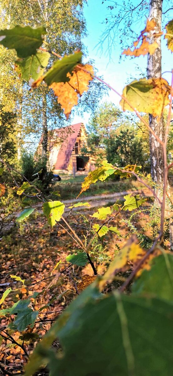 Фото дома в осеннем лесу