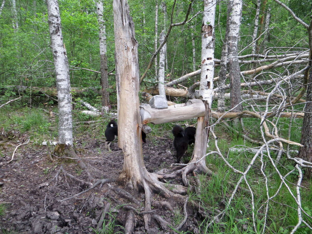 Делаем солонец на лося - YouTube