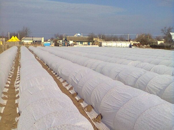 Мы будем рады видеть Вас! У нас по адресу: г.Новозыбков ул.Чапаева 6А «Садовый Центр на Чапаева»Напоминаем! Вы можете это приобрести у нас!
Если вам понравилась наша статья Жми ЛАЙК!
