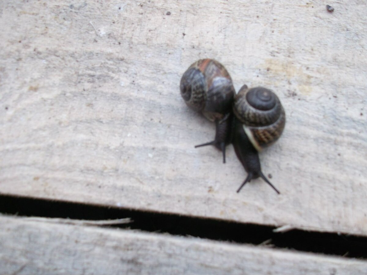 Фото автора. Влюбленные улитки