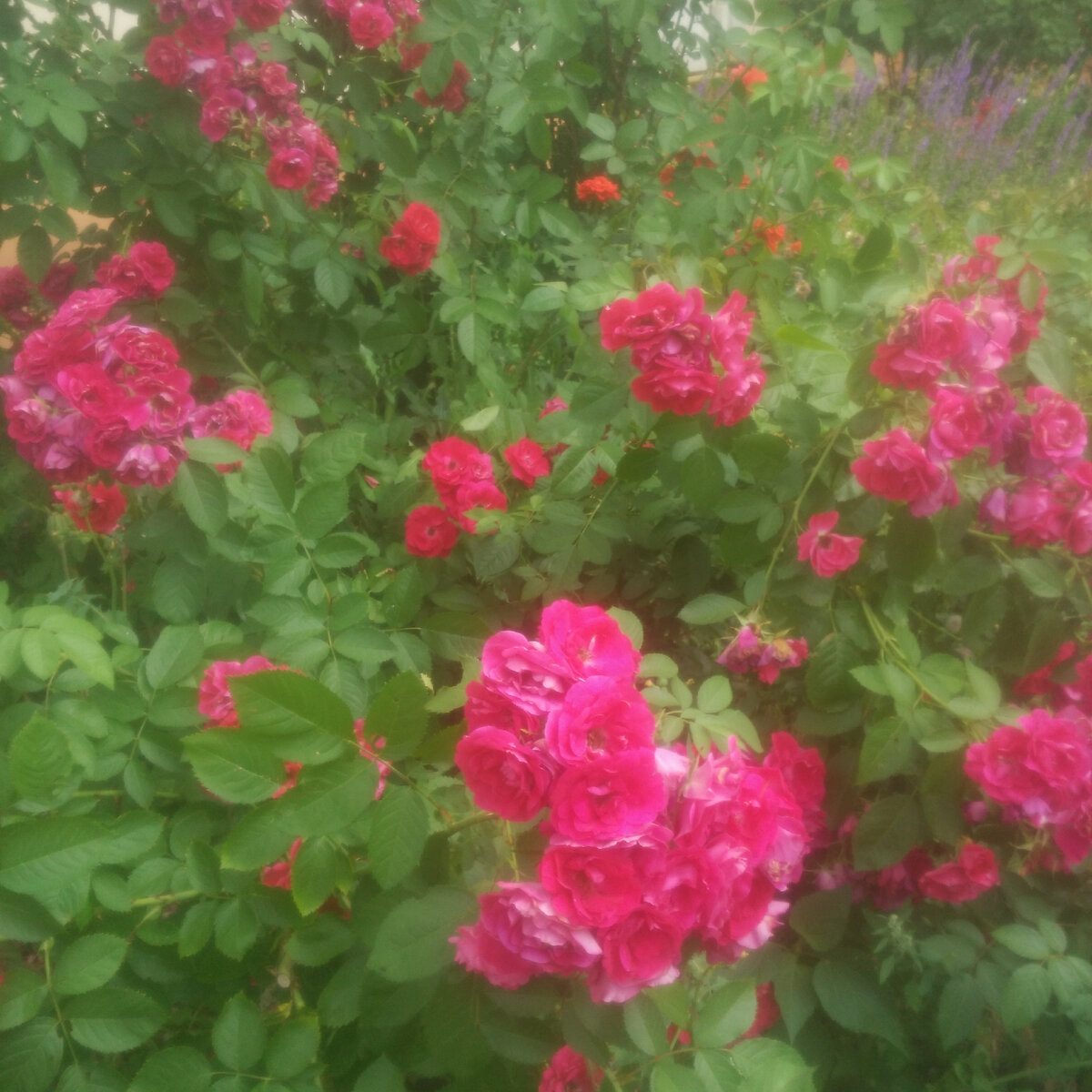 Розы во дворе обычного многоэтажного дома