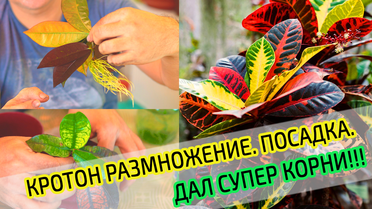 Пересадка Кротона после укоренения. Кодиеум дал большие корни. Как  правильно выращивать Кротон дома.