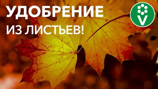 Что делать с Опавшими Листьями? Приготовьте ценнейшее органическое удобрение!