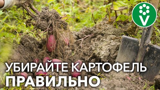 УБЕРИТЕ ЭТИ КУСТЫ КАРТОФЕЛЯ НЕМЕДЛЕННО, иначе в следующем году фитофторы не избежать!