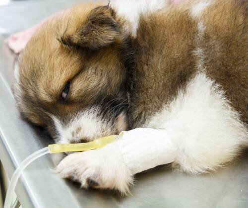 Жидкий или кровянистый понос