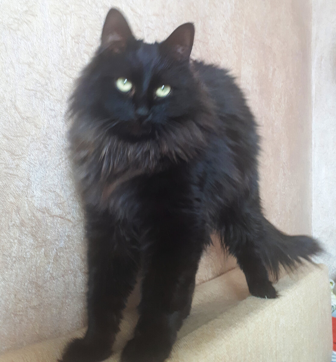 Брабусятина 