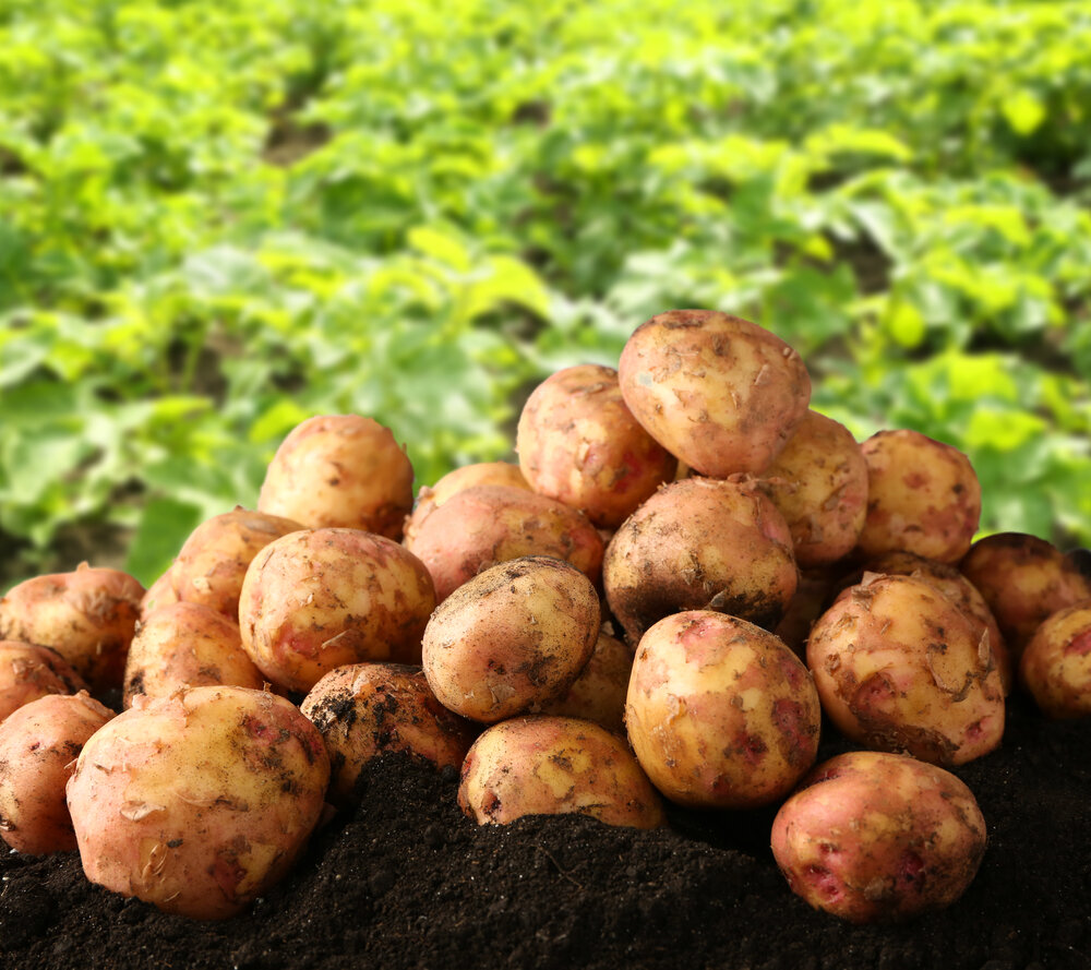 Кожура картофеля обладает полезными свойствами и витаминами. Иллюстрация для статьи используется по стандартной лицензии ©life-hacky.ru