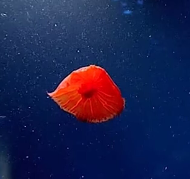 Источник: NOAA 