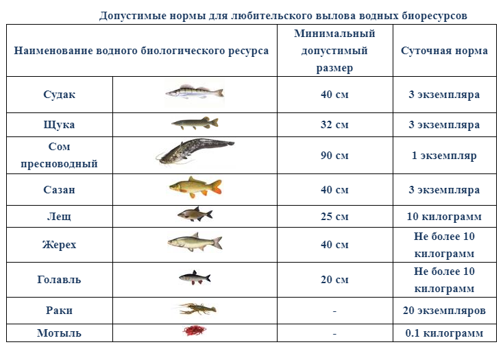 Нормы и Размеры вылова рыбы. Размеры рыб. Рыба минимальный размер. Норма вылова щуки.