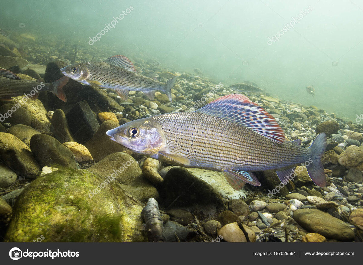 Сибирский хариус (фото из открытых источников)