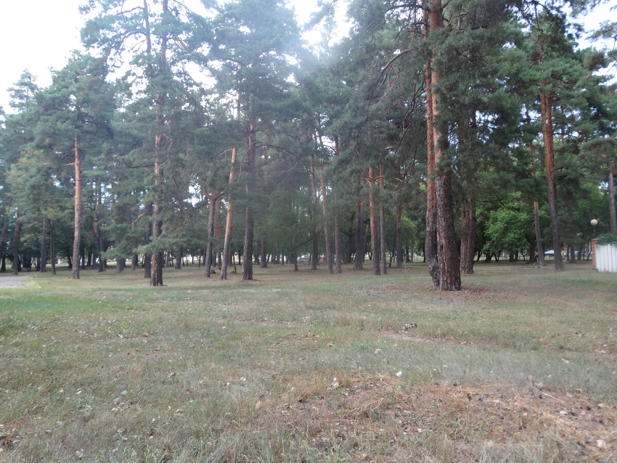 Сосны в Котовске