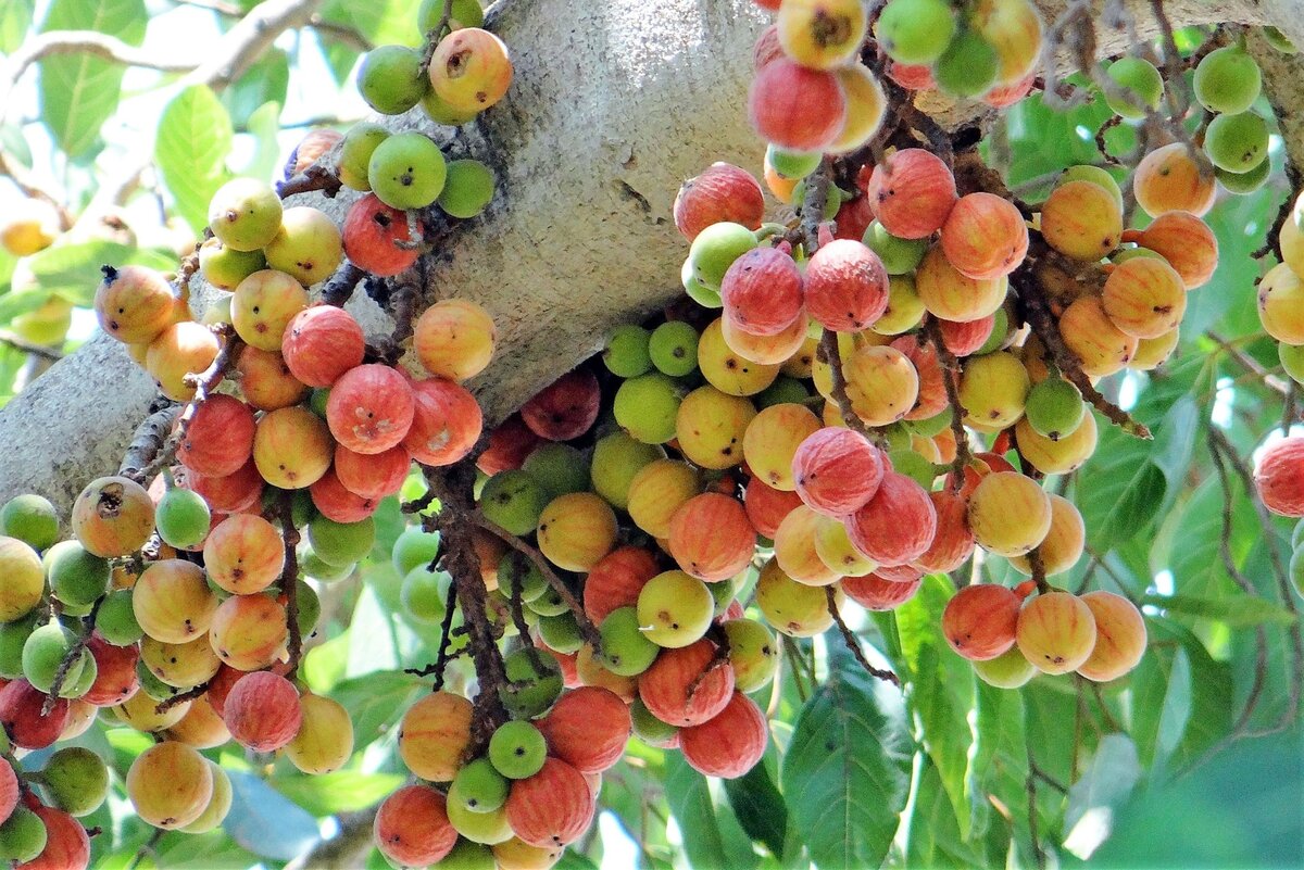 Jackfruit, native to southwestern India, Bangladesh, Philippines and Sri Lanka J