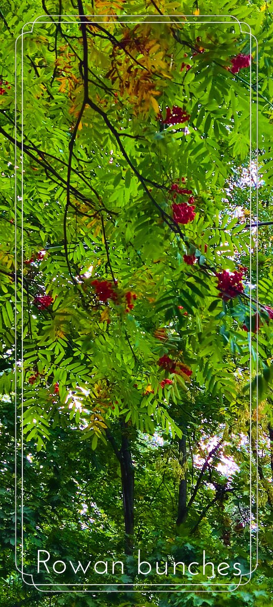 Рябина. Фото автора©.