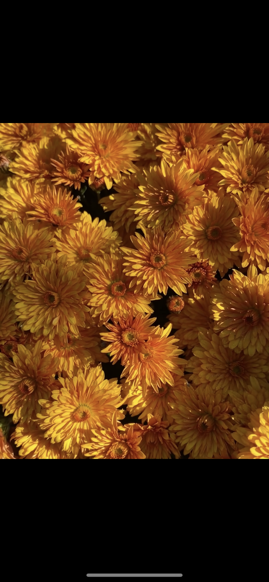 Желтые бутоны (маленькие соцветия хризантем) дубков