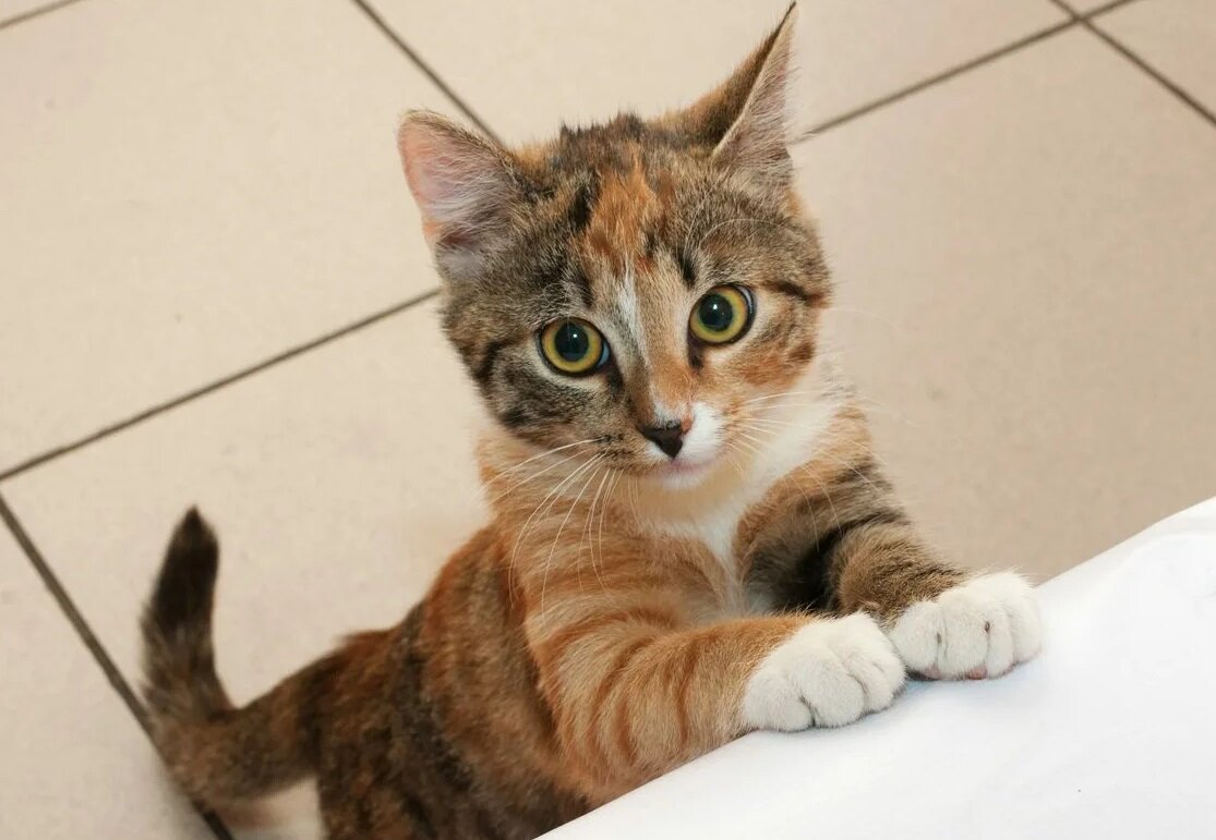 😾5 ошибок в рационе домашней кошки: чем и как нельзя кормить кошку ...