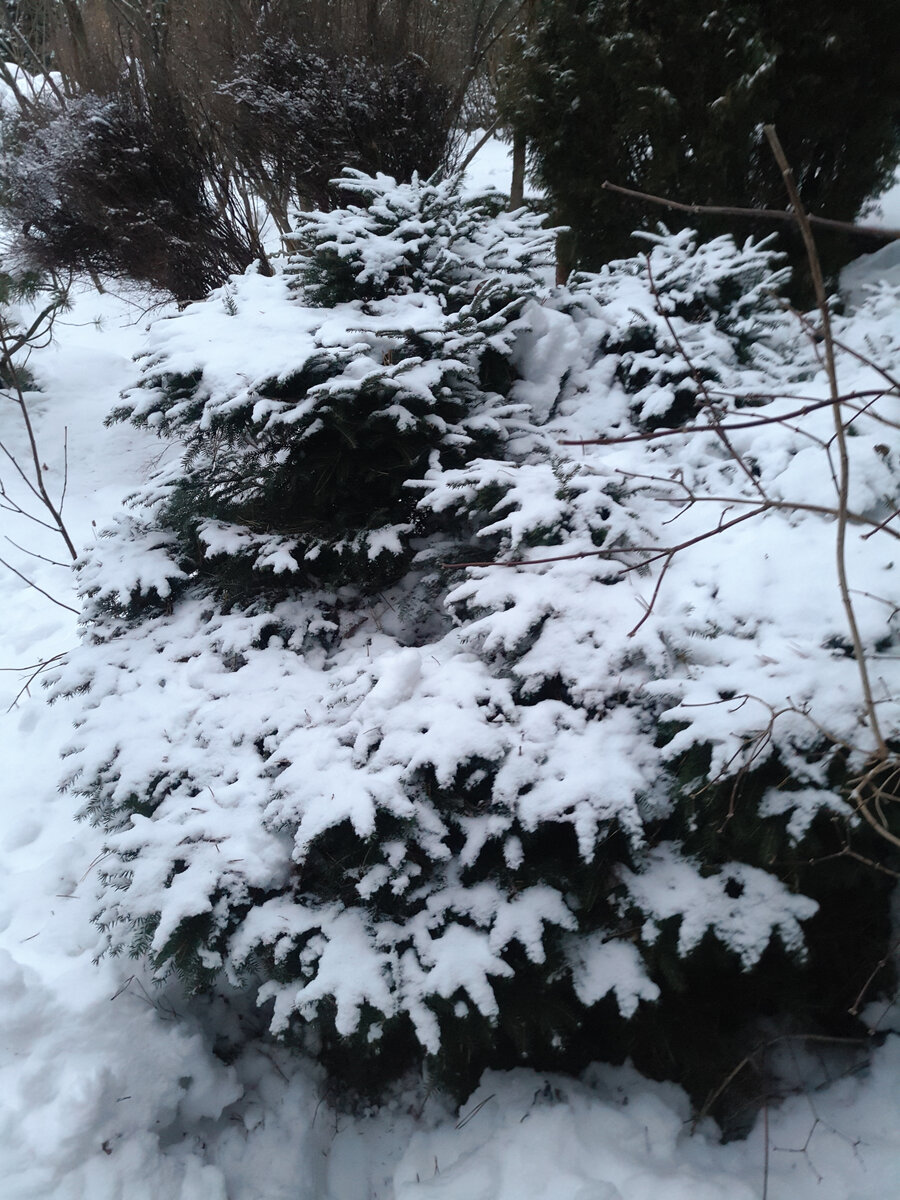 Ели нидиформис были полностью завалены снегом