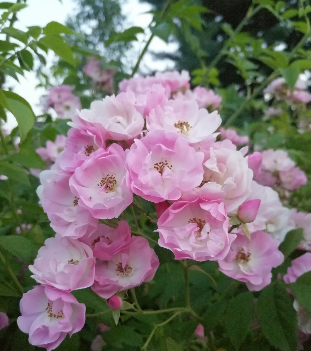 Apple Blossom/Эппл Блоссом, гибрид мультифлоры, здесь и далее - фото автора из собственного сада