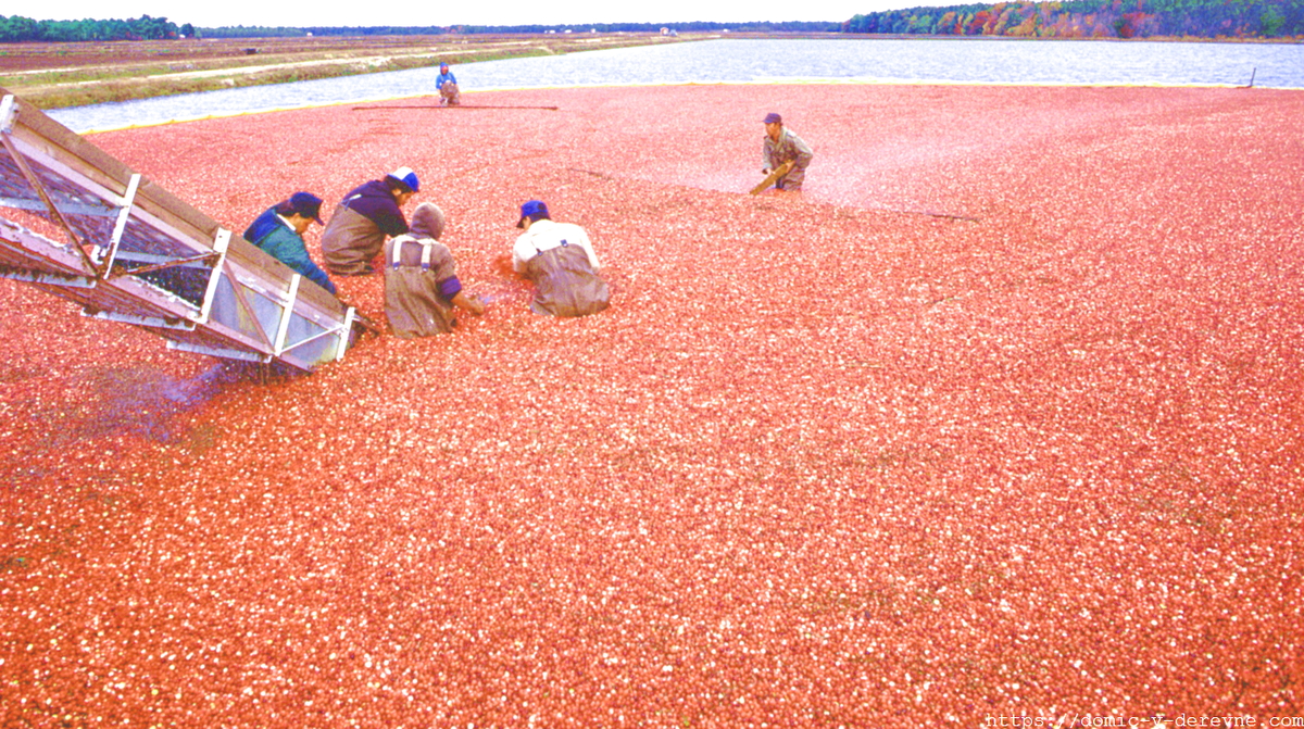 Промышленное выращивание клюквы