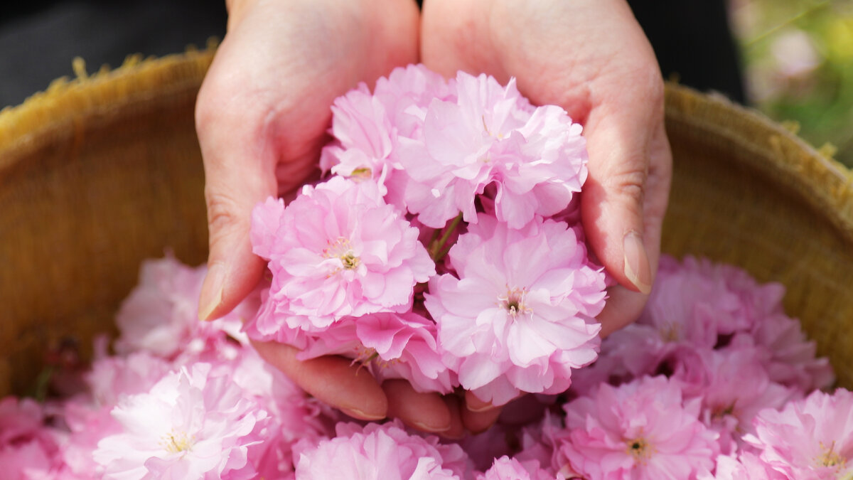 Цветы сакуры