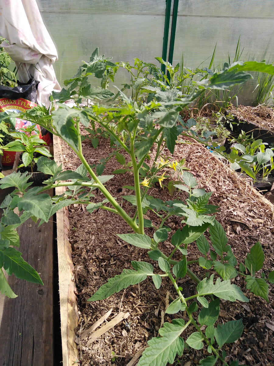 Теплица подвязка помидор