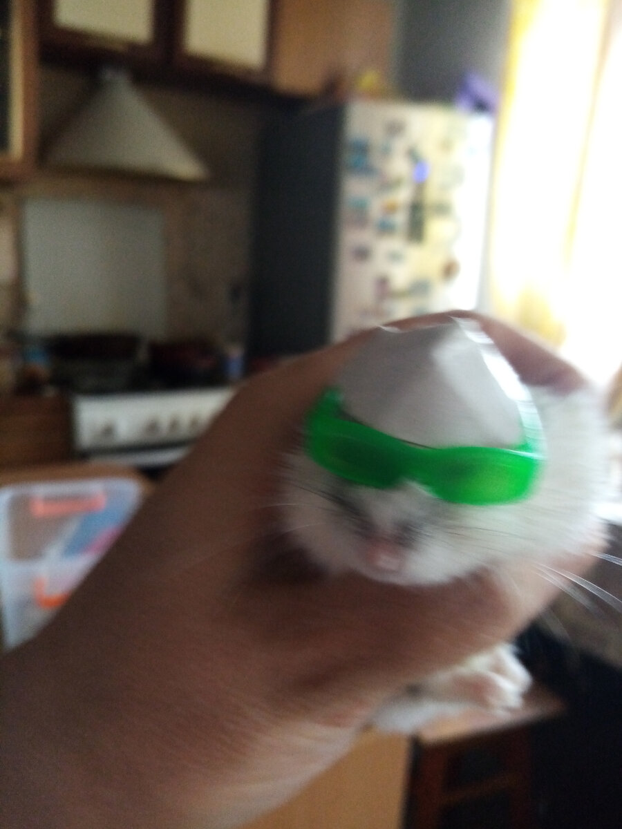 Миша в очках и шапке - что только не делали, чтобы его спасти 