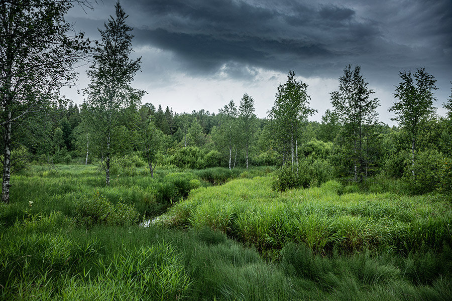 центральный биосферный заповедник. центрально лесной заповедник нелидово. заповедник нелидово тверская область. центрально-лесной биосферный заповедник тверской области. центрально-лесной заповедник тверская область.